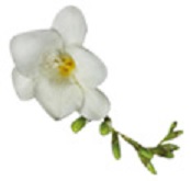 White Freesia