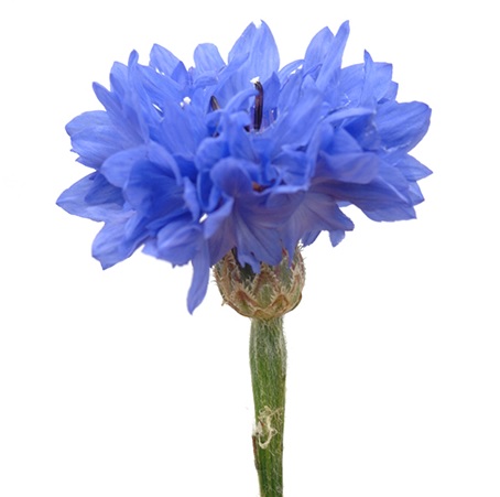 blue cornflower